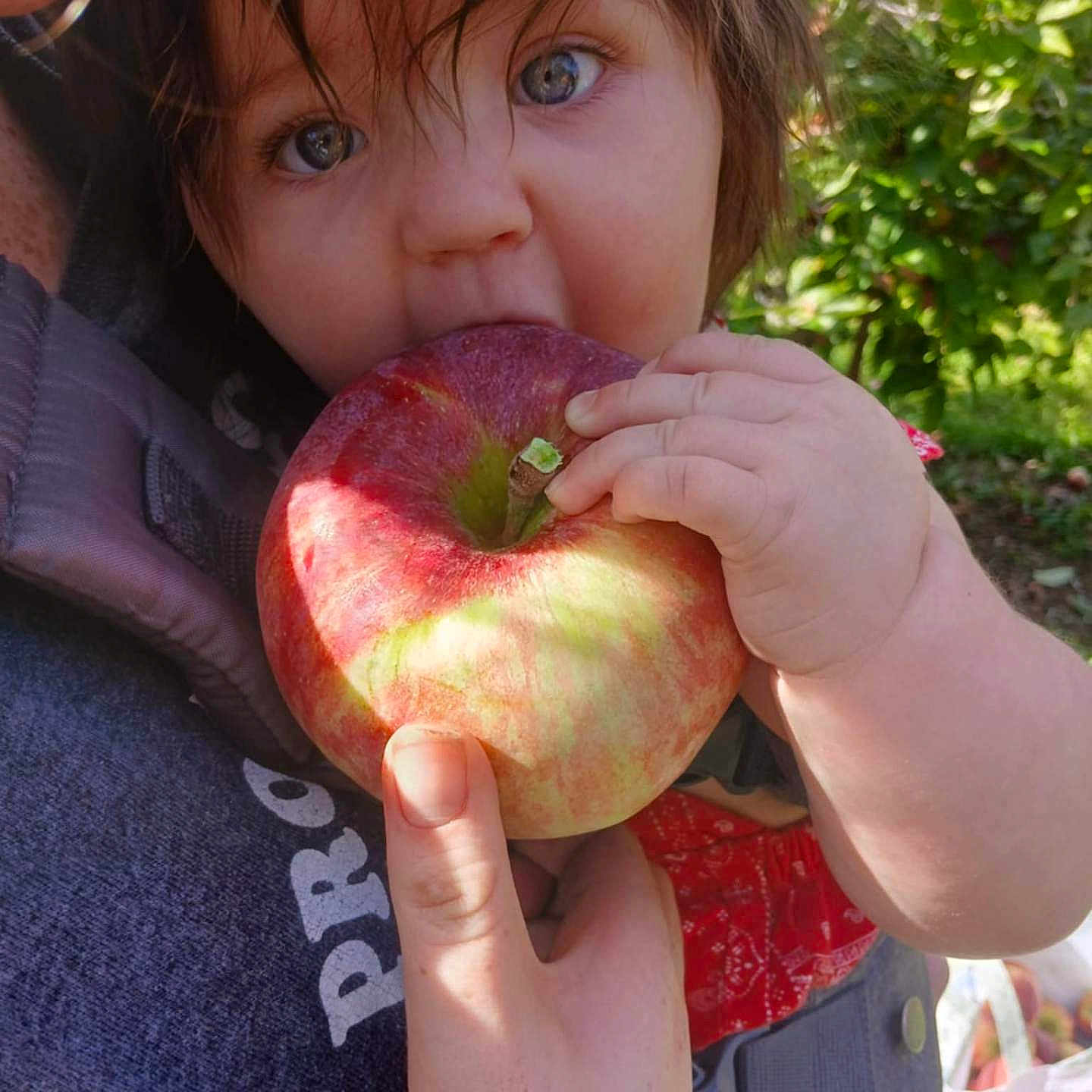 Aurora is registered to the contest to win money with this photo: apple, baby, biting, clothing, coat, eating, face, food, fruit, grass, head, jacket, pants, person, photography, plant, portrait, produce, vegetation