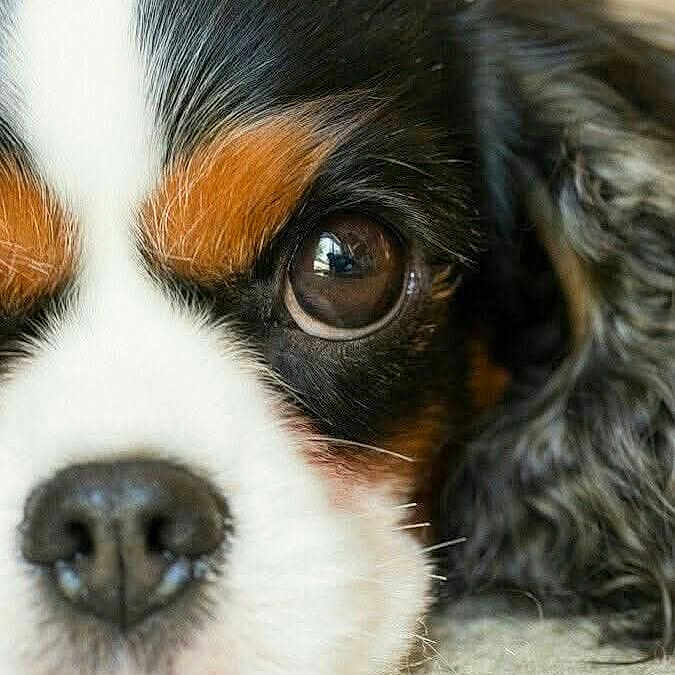 Largo a rejoint le concours — aidez-le/la à gagner de superbes lots ! animal, black, brown, calm, close_up, cute, dog, domestic_animal, eye, face, fur, laying_down, nose, pet, portrait, resting, sleepy, soft, texture, white
