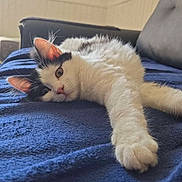 Haru participe au concours pour gagner de l'argent avec cette photo : cat, black_and_white, pet, animal, feline, lying_down, stretching, paw, blanket, blue, indoor, cozy, relaxed, cute, fur, whiskers, ears, face, resting, home