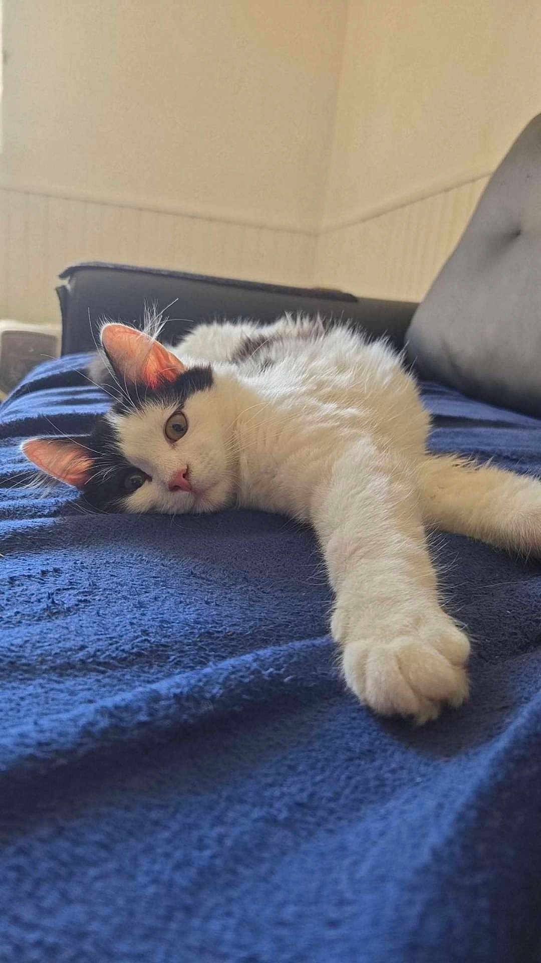 Haru participe au concours pour gagner de l'argent avec cette photo : cat, black_and_white, pet, animal, feline, lying_down, stretching, paw, blanket, blue, indoor, cozy, relaxed, cute, fur, whiskers, ears, face, resting, home