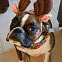 Adrian is registered to the contest to win money with this photo: dog, reindeer_antlers, costume, pet, indoor, tile_floor, scarf, brown, white, animal, cute, festive, holiday, looking_up, sitting, companion, domestic_animal, portrait, adorable, canine