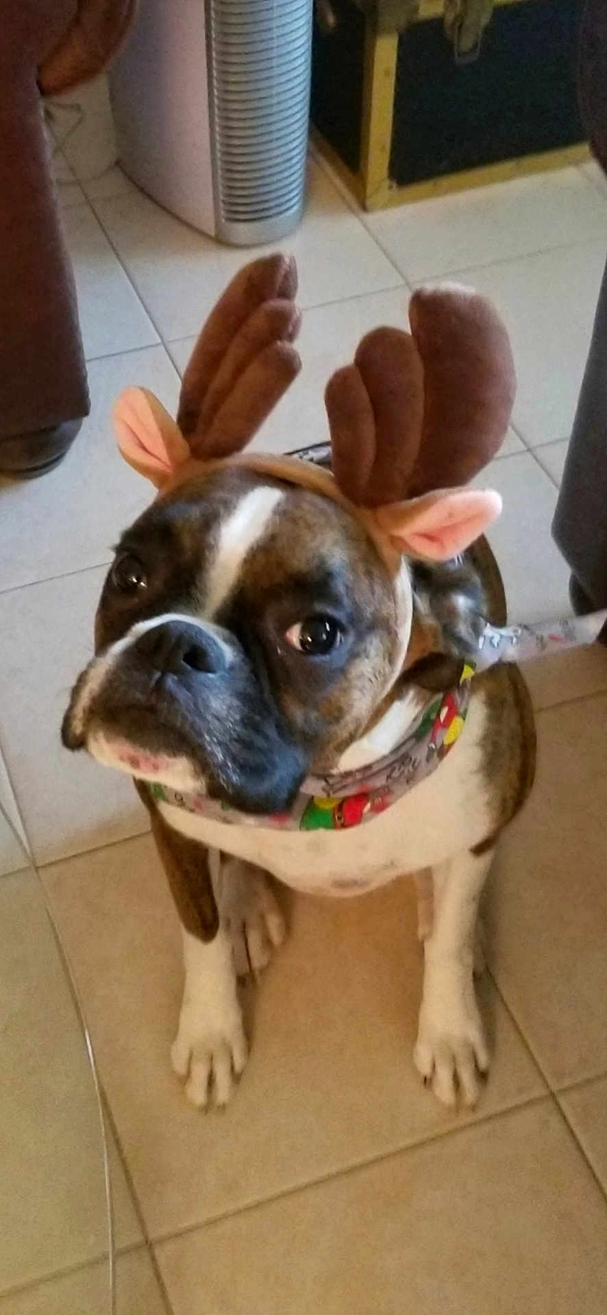 Adrian is registered to the contest to win money with this photo: dog, reindeer_antlers, costume, pet, indoor, tile_floor, scarf, brown, white, animal, cute, festive, holiday, looking_up, sitting, companion, domestic_animal, portrait, adorable, canine