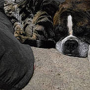 Adrian is registered to the contest to win money with this photo: cat, dog, tabby_cat, brindle_dog, pet, sleeping_dog, curious_cat, cozy, indoor, carpet, resting, feline, canine, closeup, companions, animal, cute, friendship, relaxation, fur