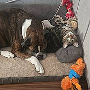 Cleo joined the competition — help win amazing prizes! dog, cat, pet_bed, toy, plush_toy, rope_toy, baseball, couch, floor, tabby_cat, brindle_dog, sleeping, curious, cozy, indoor, animal, companion, resting, furry, cute