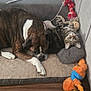 dog, cat, pet_bed, toy, plush_toy, rope_toy, baseball, couch, floor, tabby_cat, brindle_dog, sleeping, curious, cozy, indoor, animal, companion, resting, furry, cute