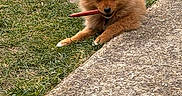 Bernadette participe au concours pour gagner de l'argent avec cette photo : animal, brown, canine, chewing, cute, dog, fluffy, fur, grass, mammal, nature, outdoor, path, pet, playful, puppy, sidewalk, small, toy, young
