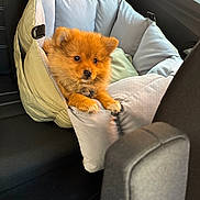 Bernadette a rejoint le concours — aidez-le/la à gagner de superbes lots ! puppy, dog, pet, car_seat, cushion, fur, animal, cute, small, car_interior, seat, companion, domestic_animal, young, fluffy, indoors, travel, cozy, resting, looking