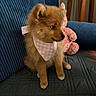 Bernadette participe au concours pour gagner de l'argent avec cette photo : animal, bandana, blue, bunny, couch, cozy, curious, cute, dog, fur, furniture, indoor, pet, pink, puppy, quilted, sitting, small_dog, soft, stuffed_toy