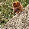 animal, brown_fur, canine, chewing, cute, daytime, dog, fluffy, grass, ground, nature, outdoor, pet, playful, puppy, resting, sidewalk, small, sunlight, young