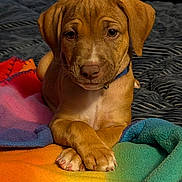 Zoe Grace is registered to the contest to win money with this photo: puppy, dog, pet, animal, blanket, colorful, cozy, fur, paws, collar, indoors, cute, young, portrait, laying_down, brown_fur, expression, close_up, resting, soft_texture