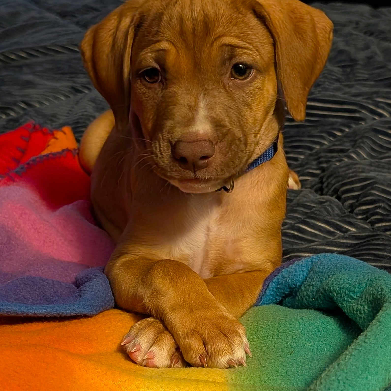 Zoe Grace is registered to the contest to win money with this photo: animal, blanket, brown_fur, close_up, collar, colorful, cozy, cute, dog, expression, fur, indoors, laying_down, paws, pet, portrait, puppy, resting, soft_texture, young