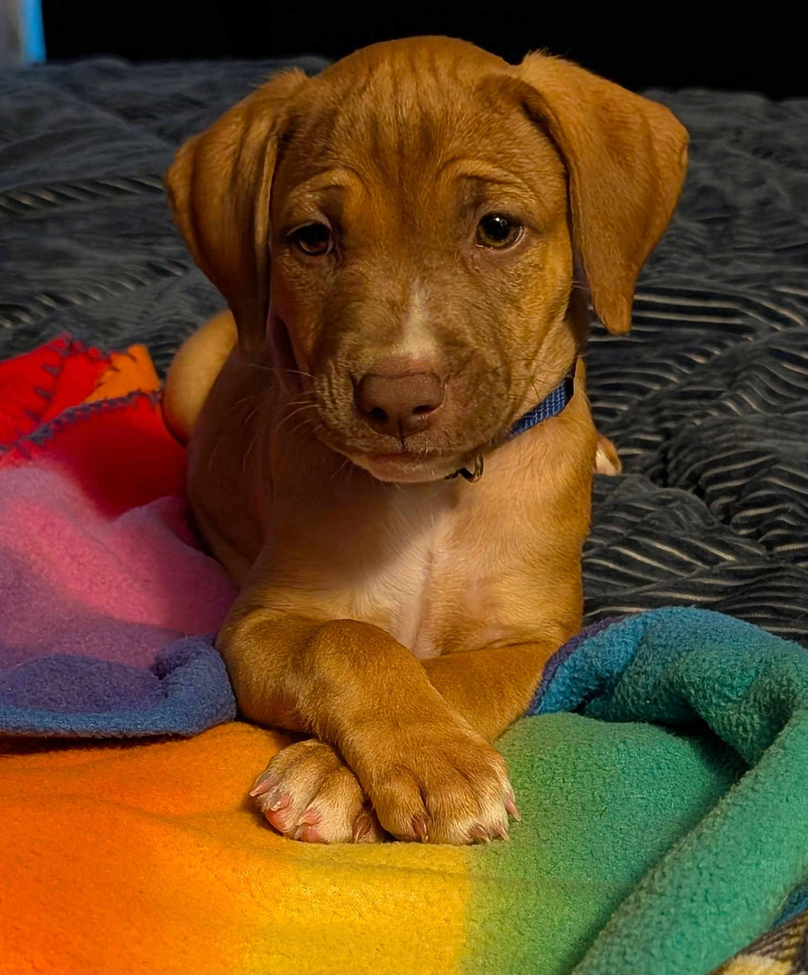 Zoe Grace is registered to the contest to win money with this photo: puppy, dog, pet, animal, blanket, colorful, cozy, fur, paws, collar, indoors, cute, young, portrait, laying_down, brown_fur, expression, close_up, resting, soft_texture