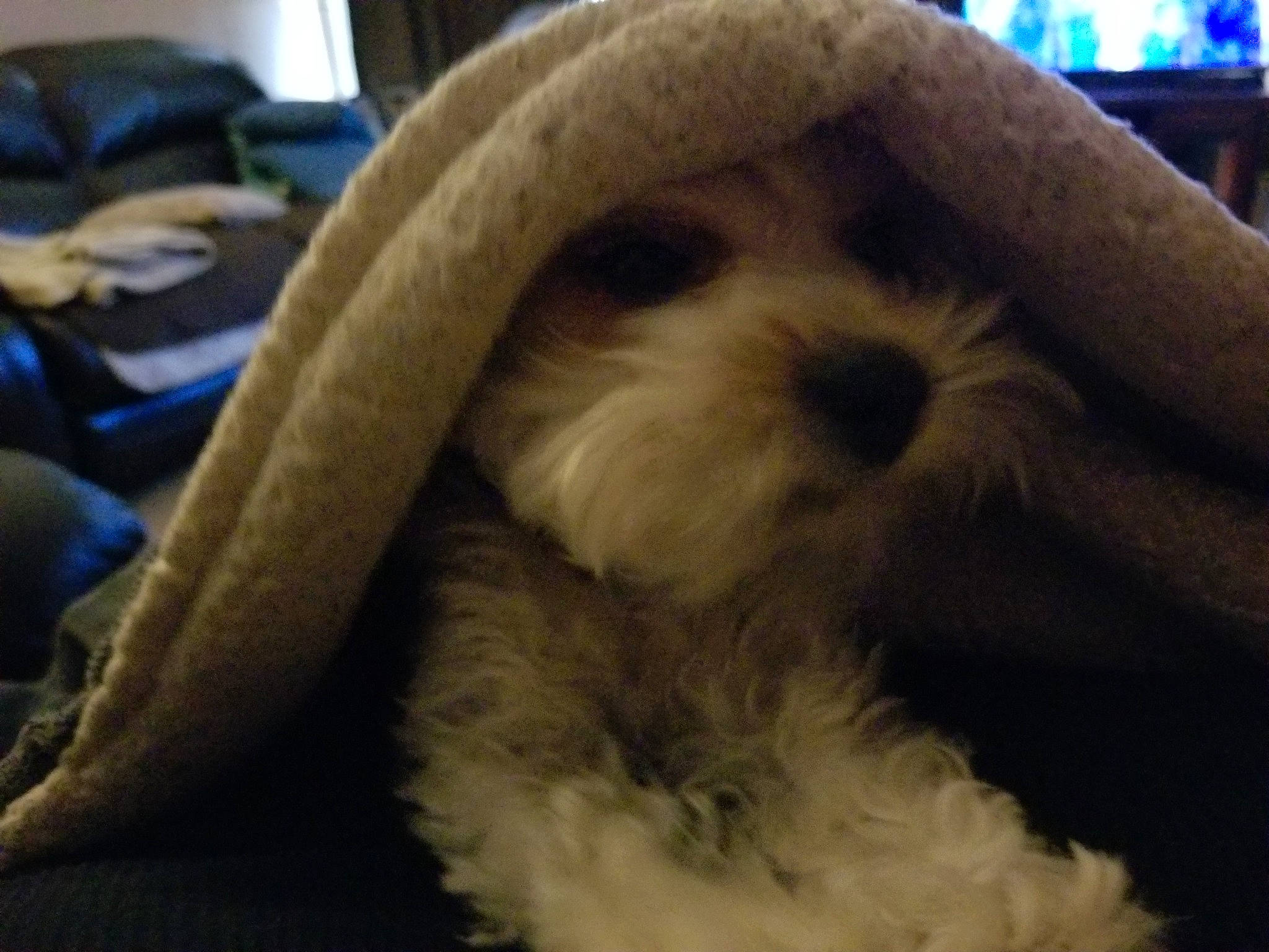 Chuie joined the competition — help win amazing prizes! canidae, carnivore, cloud, comfort, companion_dog, couch, dog, dog_breed, fur, hat, picture_frame, shih_tzu, small_to_medium_sized_cats, snout, sporting_group, tail, terrier, toy_dog, whiskers, working_animal