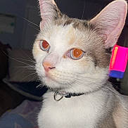 Pelusa is registered to the contest to win money with this photo: cat, close_up, pet, animal, collar, whiskers, ears, indoor, feline, fur, portrait, orange_eyes, curious, domestic_cat, mammal, looking_away, soft_light, background_blur, neon_light, pink_light