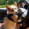 animal, car, cute, dog, driver, fluffy, forest, fur, harness, outdoor, passenger, pet, portrait, puppy, road_trip, sitting, steering_wheel, sunlight, trees, vehicle