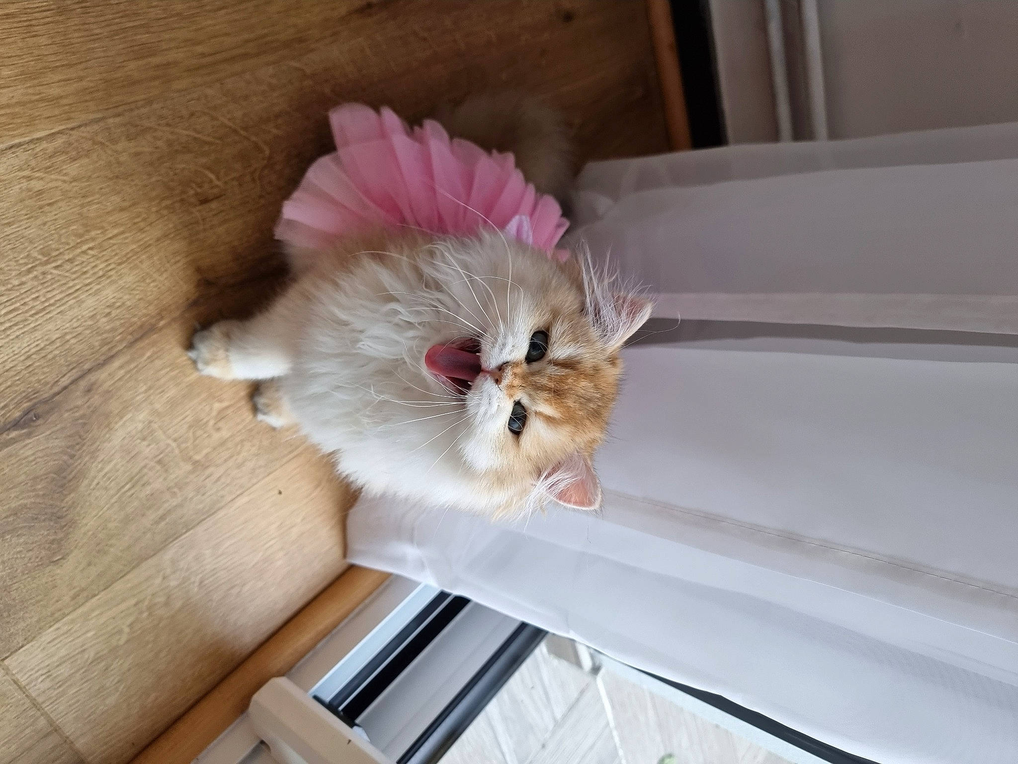 Hermione a rejoint le concours — aidez-le/la à gagner de superbes lots ! cat, ceiling, claw, companion_dog, dog_breed, felidae, flooring, flower, fur, hardwood, paw, petal, plant, room, small_to_medium_sized_cats, sporting_group, tail, toy_dog, whiskers, wood