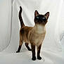 Frosties participe au concours pour gagner de l'argent avec cette photo :