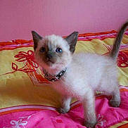 Frosties participe au concours pour gagner de l'argent avec cette photo :