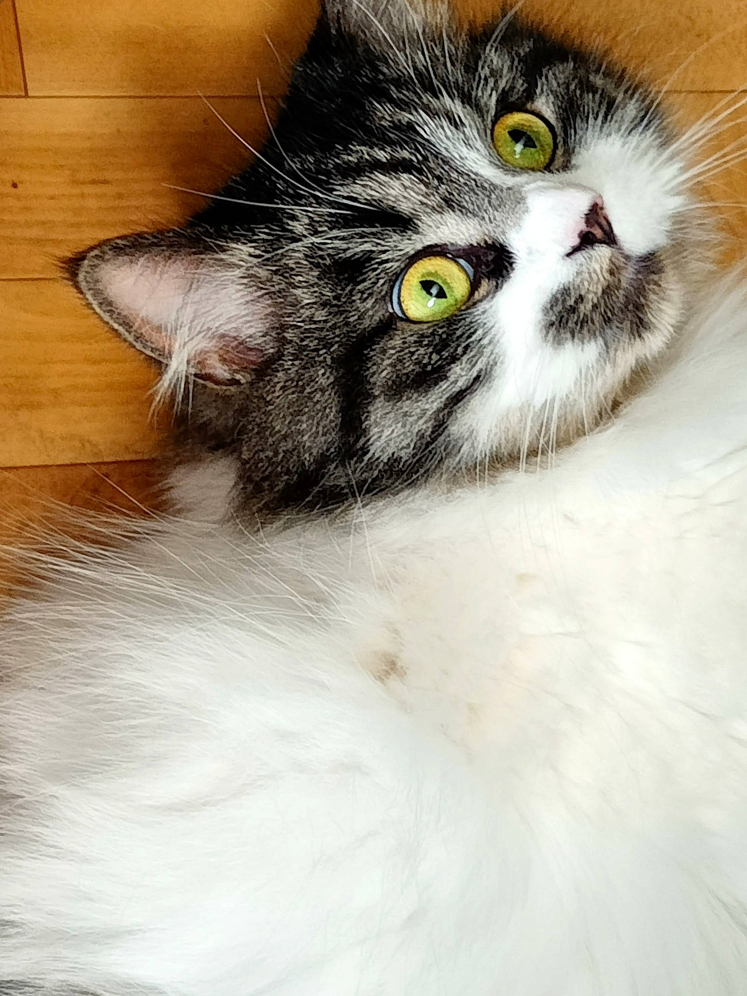 Guysmo participe au concours pour gagner de l'argent avec cette photo : carnivore, cat, claw, domestic_short_haired_cat, felidae, fur, hardwood, plant, small_to_medium_sized_cats, snout, terrestrial_animal, whiskers