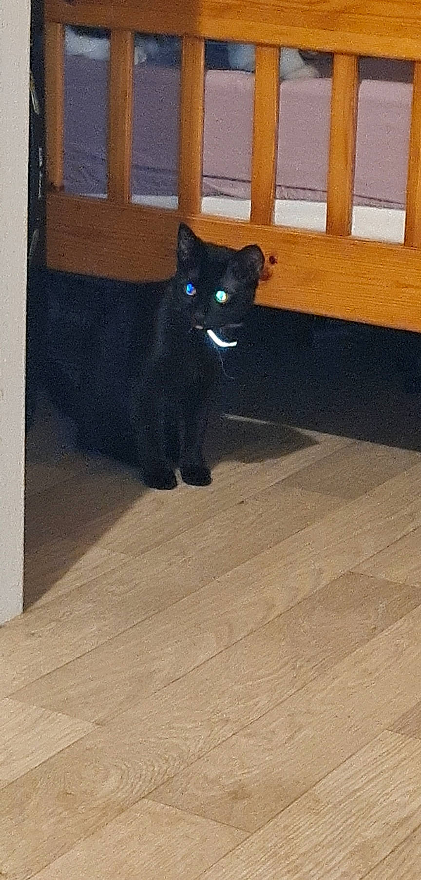 Nala participe au concours pour gagner de l'argent avec cette photo : black_cat, carnivore, cat, eye, felidae, floor, flooring, grey, hardwood, laminate_flooring, line, small_to_medium_sized_cats, snout, stairs, tail, tints_and_shades, whiskers, window, wood, wood_stain