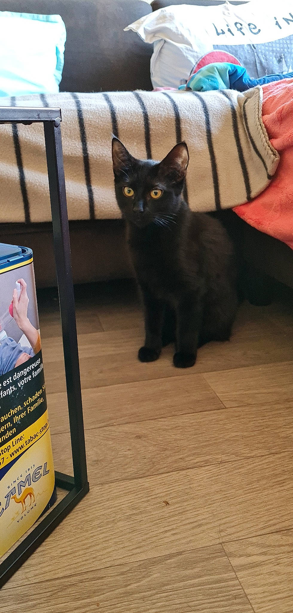 Nala participe au concours pour gagner de l'argent avec cette photo : black_cat, bombay, carnivore, cat, comfort, domestic_short_haired_cat, felidae, flooring, fur, grey, hardwood, mammal, publication, small_to_medium_sized_cats, snout, tail, terrestrial_animal, whiskers, wood, wood_stain