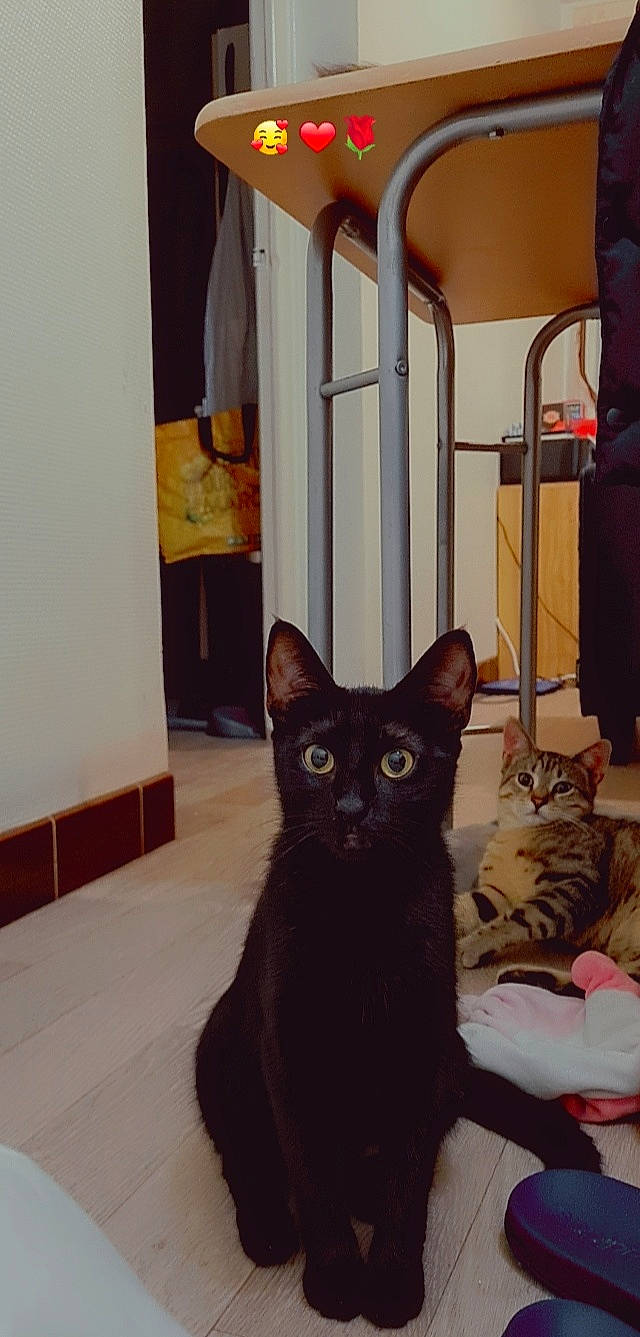 Nala a rejoint le concours — aidez-le/la à gagner de superbes lots ! black_cat, carnivore, cat, cat_supply, comfort, curtain, domestic_short_haired_cat, felidae, floor, flooring, fur, hardwood, luggage_and_bags, pet_supply, room, small_to_medium_sized_cats, tail, terrestrial_animal, whiskers, wood