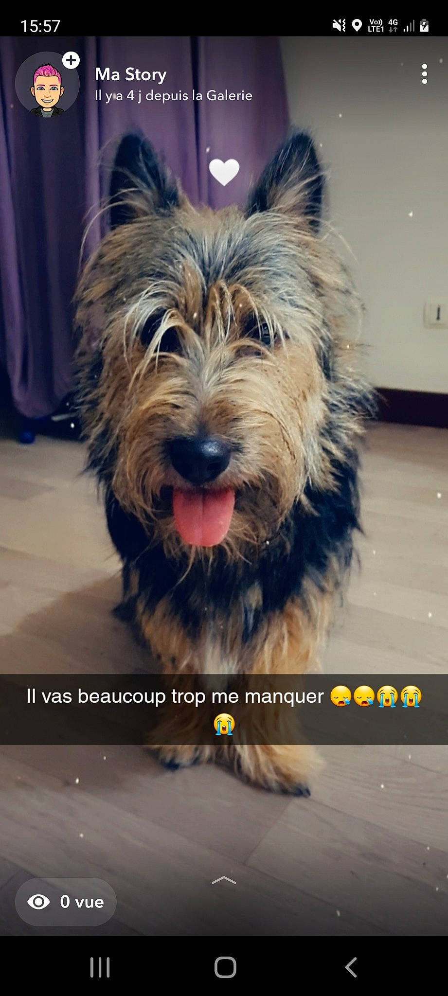 Milano a rejoint le concours — aidez-le/la à gagner de superbes lots ! australian_terrier, biewer_terrier, canidae, carnivore, companion_dog, curtain, dog, dog_breed, dog_supply, fur, paw, photo_caption, photography, small_terrier, snout, sporting_group, square, terrier, toy_dog, yorkipoo