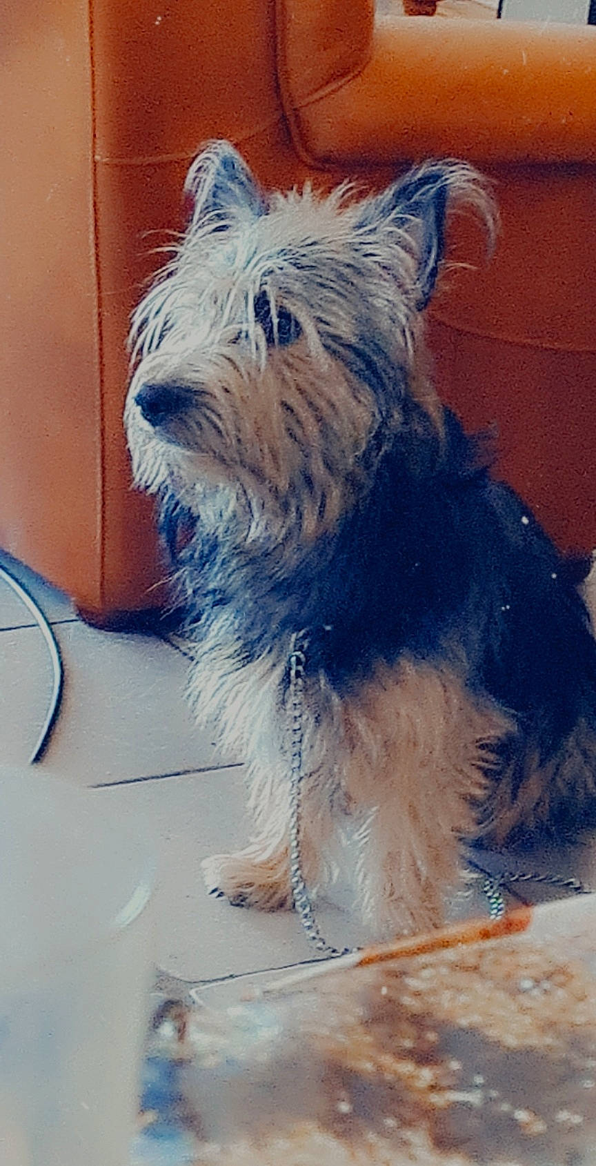 Milano participe au concours pour gagner de l'argent avec cette photo : biewer_terrier, canidae, carnivore, companion_dog, dog, dog_breed, dog_supply, electric_blue, fur, small_terrier, snout, sporting_group, tail, terrestrial_animal, terrier, toy_dog, working_animal