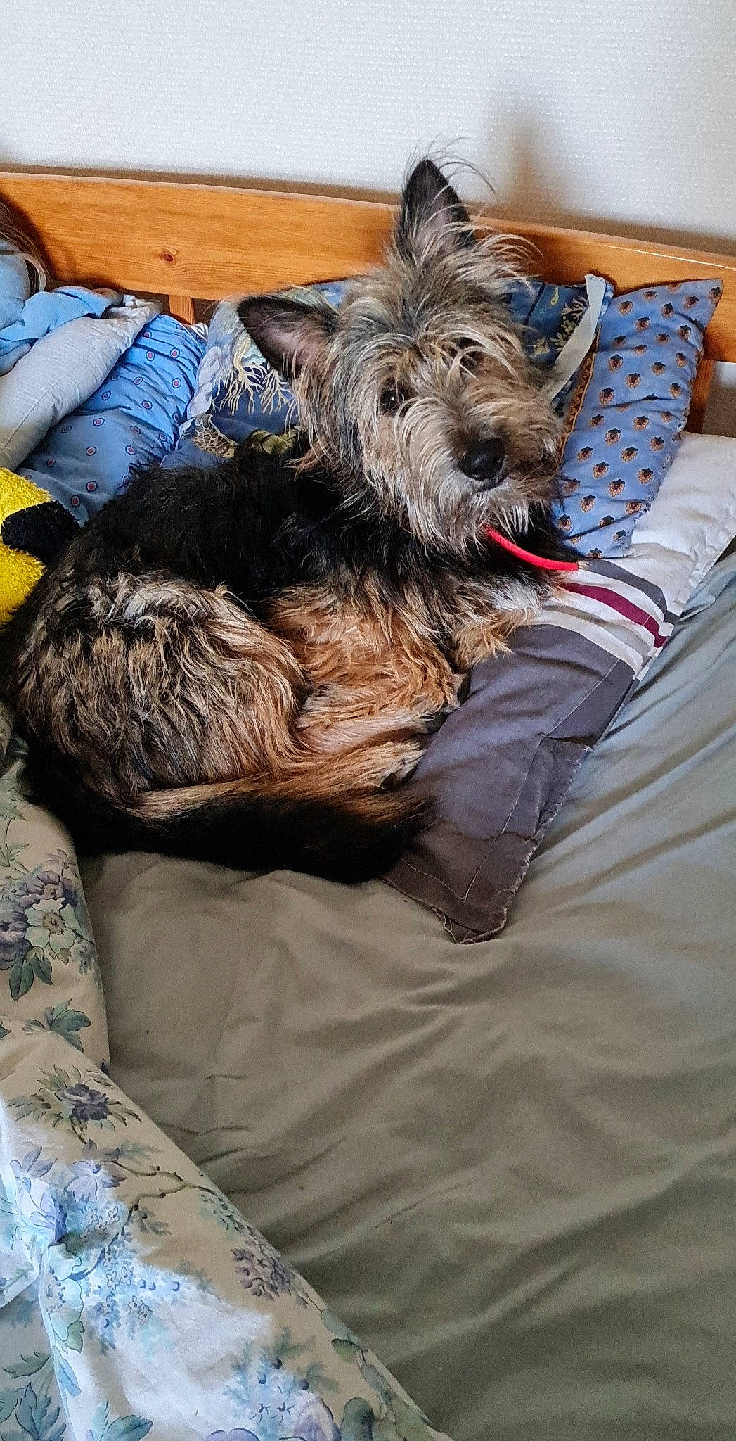 Milano a rejoint le concours — aidez-le/la à gagner de superbes lots ! canidae, carnivore, comfort, companion_dog, dog, dog_breed, dog_supply, fawn, fur, linens, liver, schnauzer, small_terrier, snout, sporting_group, standard_schnauzer, terrier, toy_dog, working_animal, working_terrier