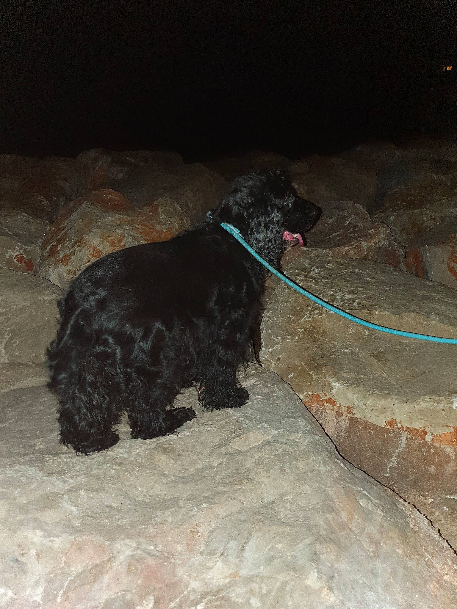 Grace a rejoint le concours — aidez-le/la à gagner de superbes lots ! canidae, carnivore, dog, dog_breed, spanish_water_dog, sporting_group