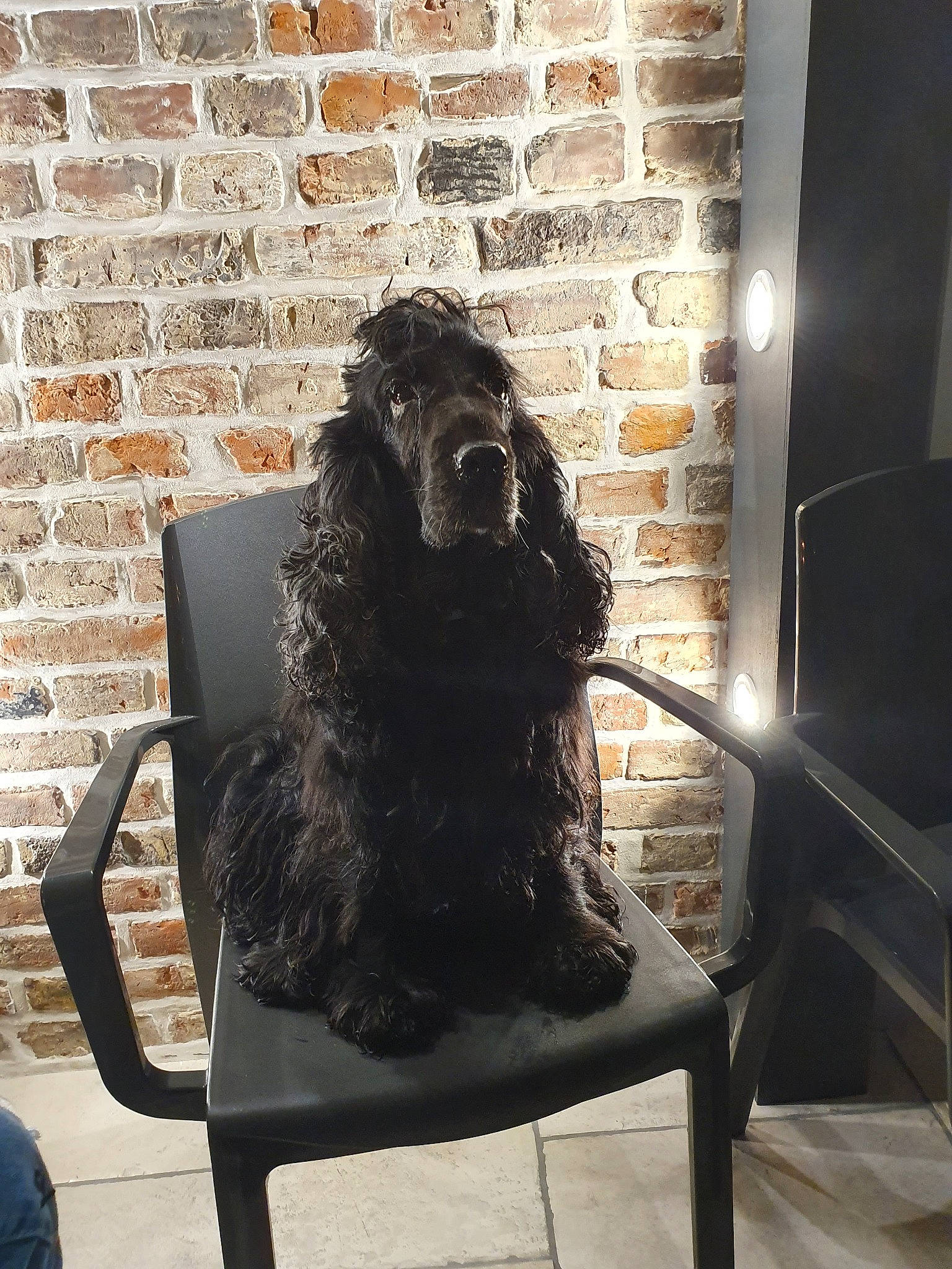 Grace a rejoint le concours — aidez-le/la à gagner de superbes lots ! american_cocker_spaniel, boykin_spaniel, canidae, carnivore, chair, cocker_spaniel, dog, dog_breed, english_cocker_spaniel, fur, furniture, sitting, spaniel, sporting_group, tile