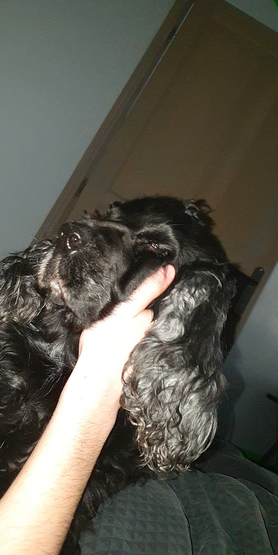 Grace a rejoint le concours — aidez-le/la à gagner de superbes lots ! american_cocker_spaniel, bolonka, canidae, carnivore, cocker_spaniel, dog, dog_breed, ear, english_cocker_spaniel, spaniel, sporting_group