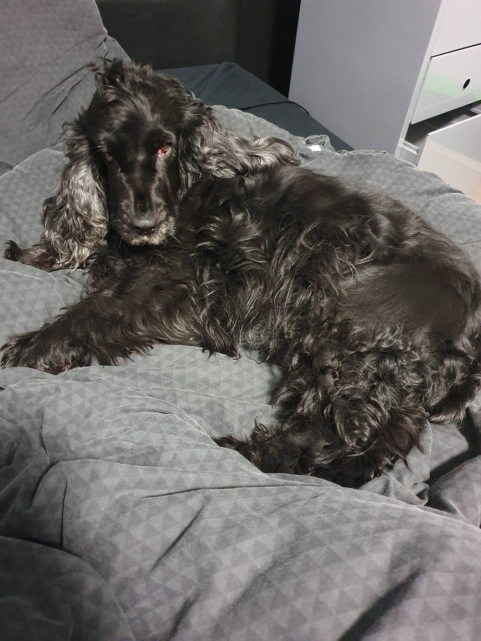 Grace participe au concours pour gagner de l'argent avec cette photo : american_cocker_spaniel, bed, bolonka, canidae, carnivore, cavapoo, cockapoo, dog, dog_breed, english_cocker_spaniel, fur, furniture, miniature_schnauzer, schnoodle, snout, spaniel, sporting_group, terrier