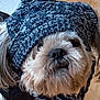dog, knitted_hat, pom_pom, fluffy, pet, indoor, wooden_floor, black_bag, curious, close_up, cute, animal, canine, fur, winter_wear, accessory, small_dog, domestic, companion, portrait