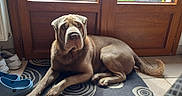 Seïko participe au concours pour gagner de l'argent avec cette photo : dog, shar_pei, pet, animal, wrinkles, portrait, sitting, lying_down, indoor, entryway, front_door, wooden_door, welcome_mat, shoes, clogs, sunlight, floor, home, guard_dog, brown_coat