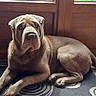 dog, shar_pei, pet, animal, wrinkles, portrait, sitting, lying_down, indoor, entryway, front_door, wooden_door, welcome_mat, shoes, clogs, sunlight, floor, home, guard_dog, brown_coat