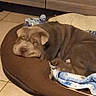 dog, puppy, sleeping, lying_down, pet, animal, brown_dog, dog_bed, blanket, indoor, home, tile_floor, wooden_cabinet, resting, relaxed, closed_eyes, floppy_ears, snout, cozy, portrait