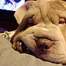 Seïko a rejoint le concours — aidez-le/la à gagner de superbes lots ! puppy, dog, sleepy, wrinkled, close_up, floppy_ears, nose, muzzle, brown, indoors, couch, relaxing, lying_down, pet, portrait, cute, funny, television, living_room, soft_lighting