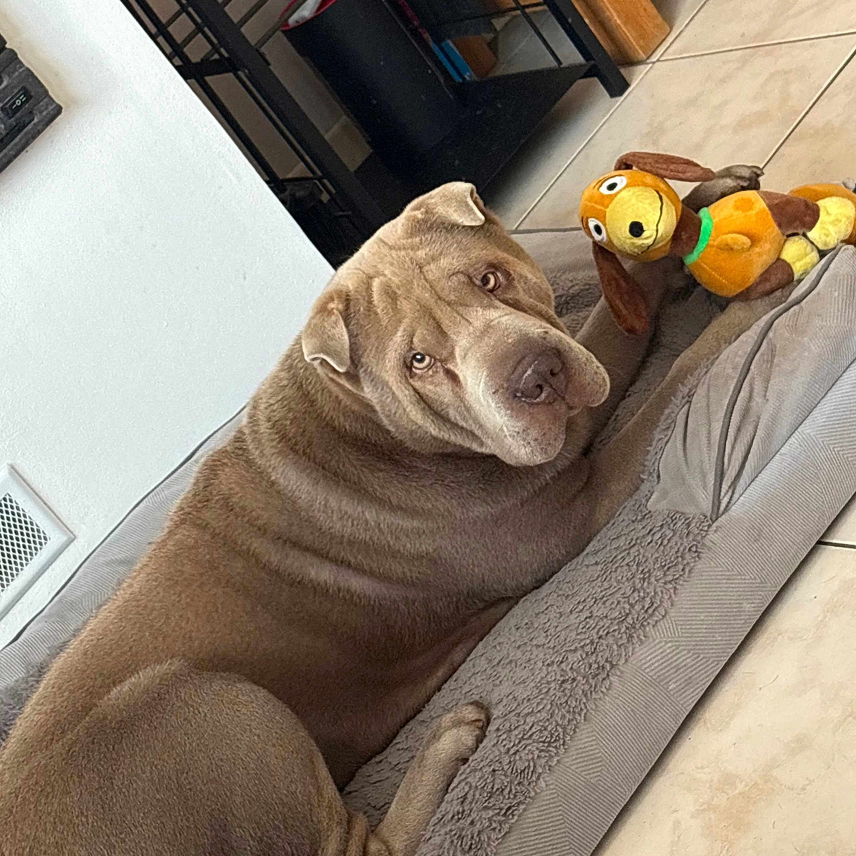 Seïko a rejoint le concours — aidez-le/la à gagner de superbes lots ! dog, pet, animal, brown_dog, lying_down, relaxed, serious_expression, short_hair, floppy_ears, close_up, portrait, dog_bed, cushion, plush_toy, toy, indoor, home, tile_floor, furniture, cozy