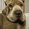 Seïko participe au concours pour gagner de l'argent avec cette photo : dog, shar_pei, brown_dog, wrinkles, close_up, portrait, face, nose, eyes, ears, fur, short_hair, sleepy, calm, serious, indoors, bed, bedding, home, pet