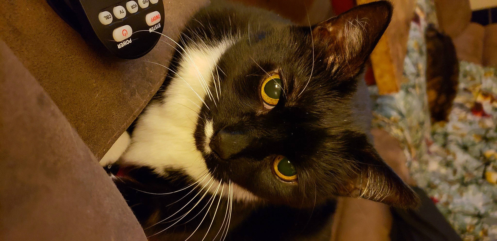 Sam joined the competition — help win amazing prizes! black_cat, carnivore, cat, dice, dice_game, domestic_short_haired_cat, ear, eye, felidae, fur, head, paw, small_to_medium_sized_cats, snout, terrestrial_animal, whiskers, window