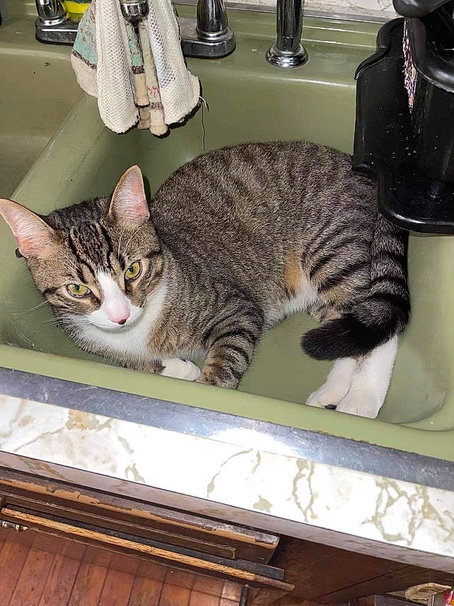 Maxx is registered to the contest to win money with this photo: carnivore, cat, comfort, domestic_short_haired_cat, felidae, fur, mammal, plumbing_fixture, room, small_to_medium_sized_cats, tail, tap, vertebrate, whiskers