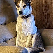 Rõni joined the competition — help win amazing prizes! alert, animal, armchair, beige, calm, canine, collar, companion, dog, domestic, ears, fur, furniture, indoors, pet, portrait, sitting, tail, watchful, wood_paneling