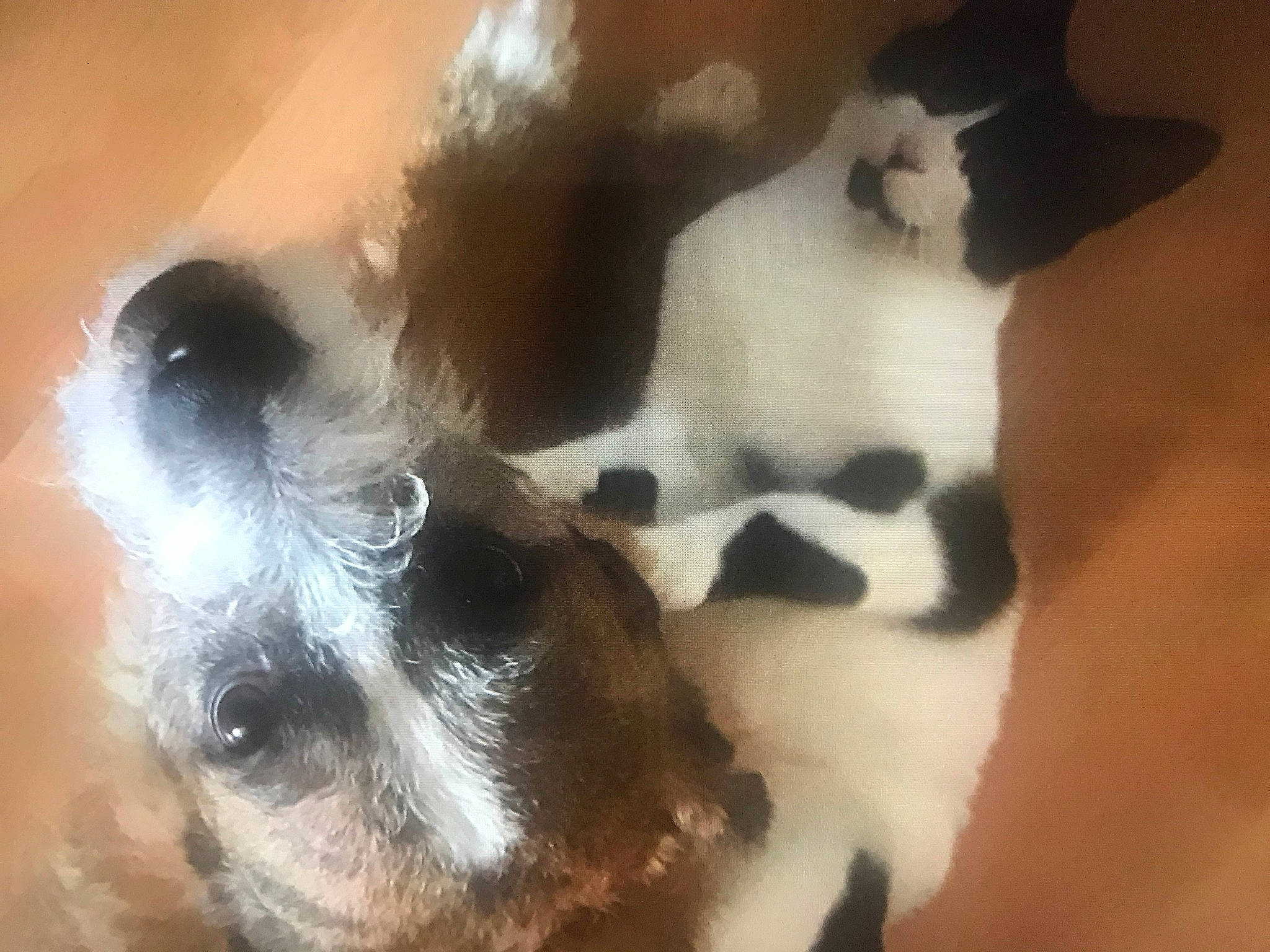 Taya participe au concours pour gagner de l'argent avec cette photo : canidae, carnivore, comfort, companion_dog, dog, dog_breed, fawn, foot, fur, non_sporting_group, paw, snout, sporting_group, tail, terrestrial_animal, toy_dog, whiskers, working_animal