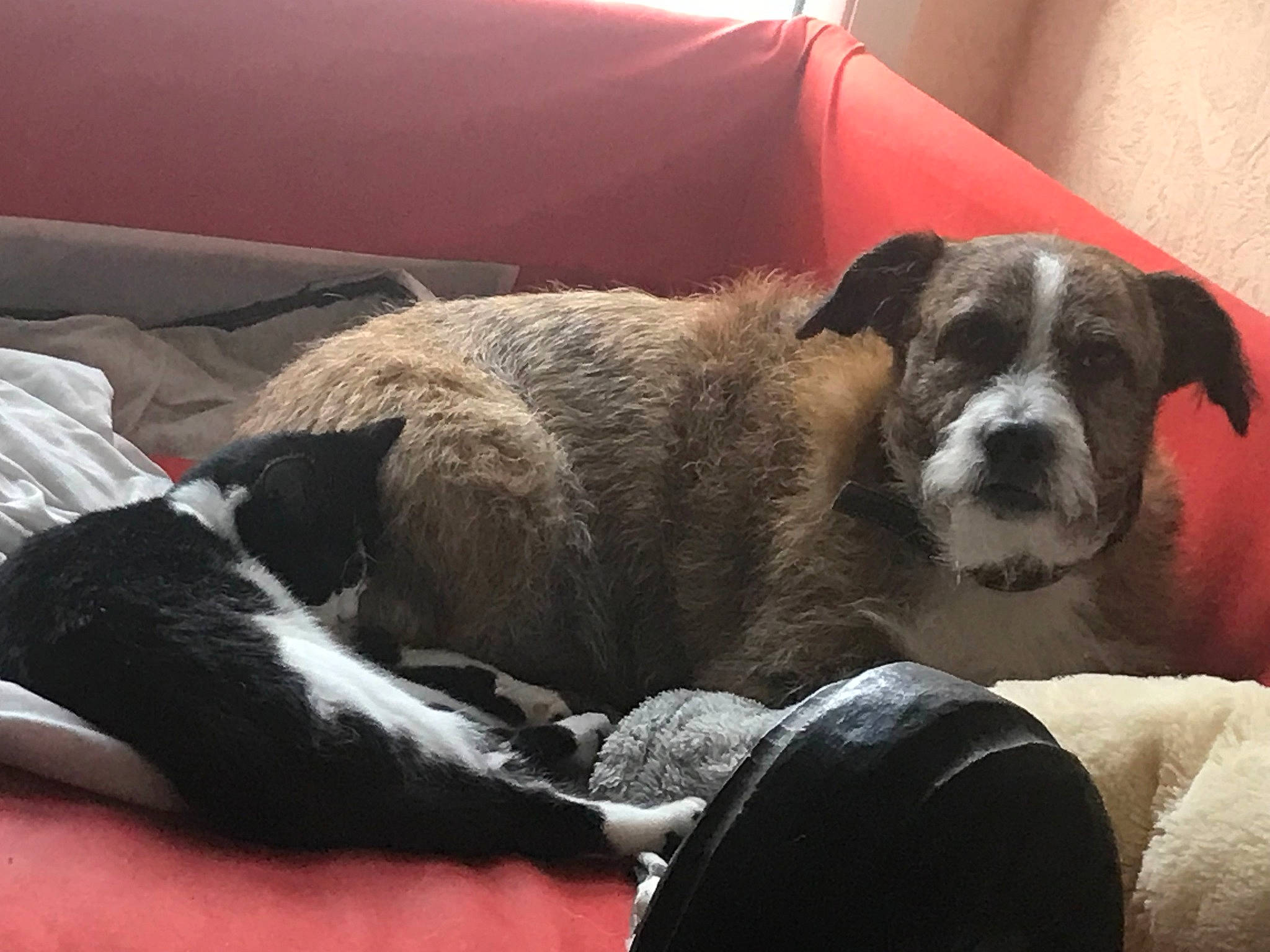 Taya participe au concours pour gagner de l'argent avec cette photo : bored, canidae, carnivore, comfort, companion_dog, couch, dog, dog_breed, fawn, linens, non_sporting_group, paw, puppy, snout, sporting_group, working_animal