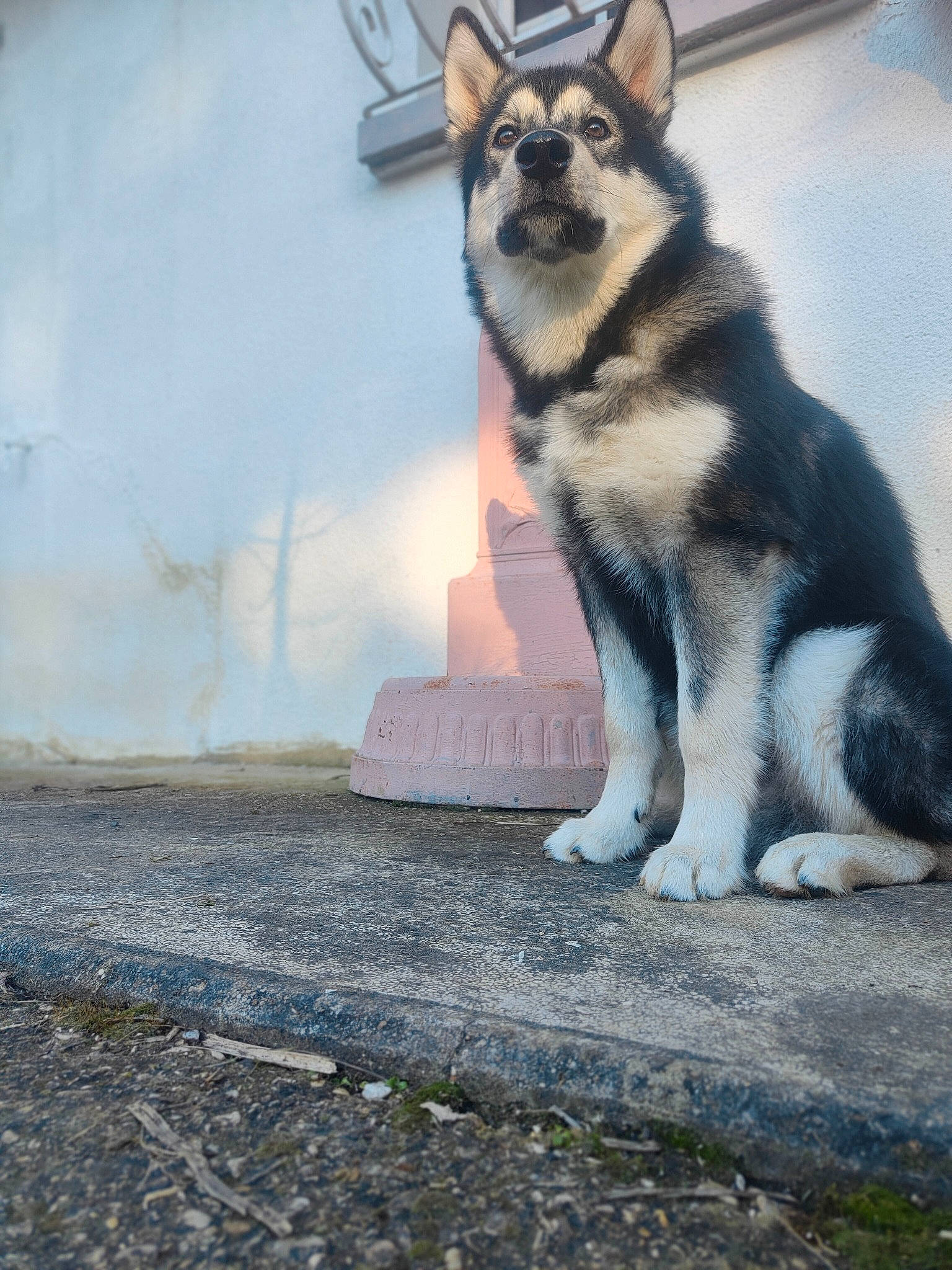 Buck participe au concours pour gagner de l'argent avec cette photo : canidae, canis, carnivore, companion_dog, dog, dog_breed, fawn, fur, grey, herding_dog, road_surface, siberian_husky, sled_dog, snout, sporting_group, street, tail, terrestrial_animal, working_animal, working_dog