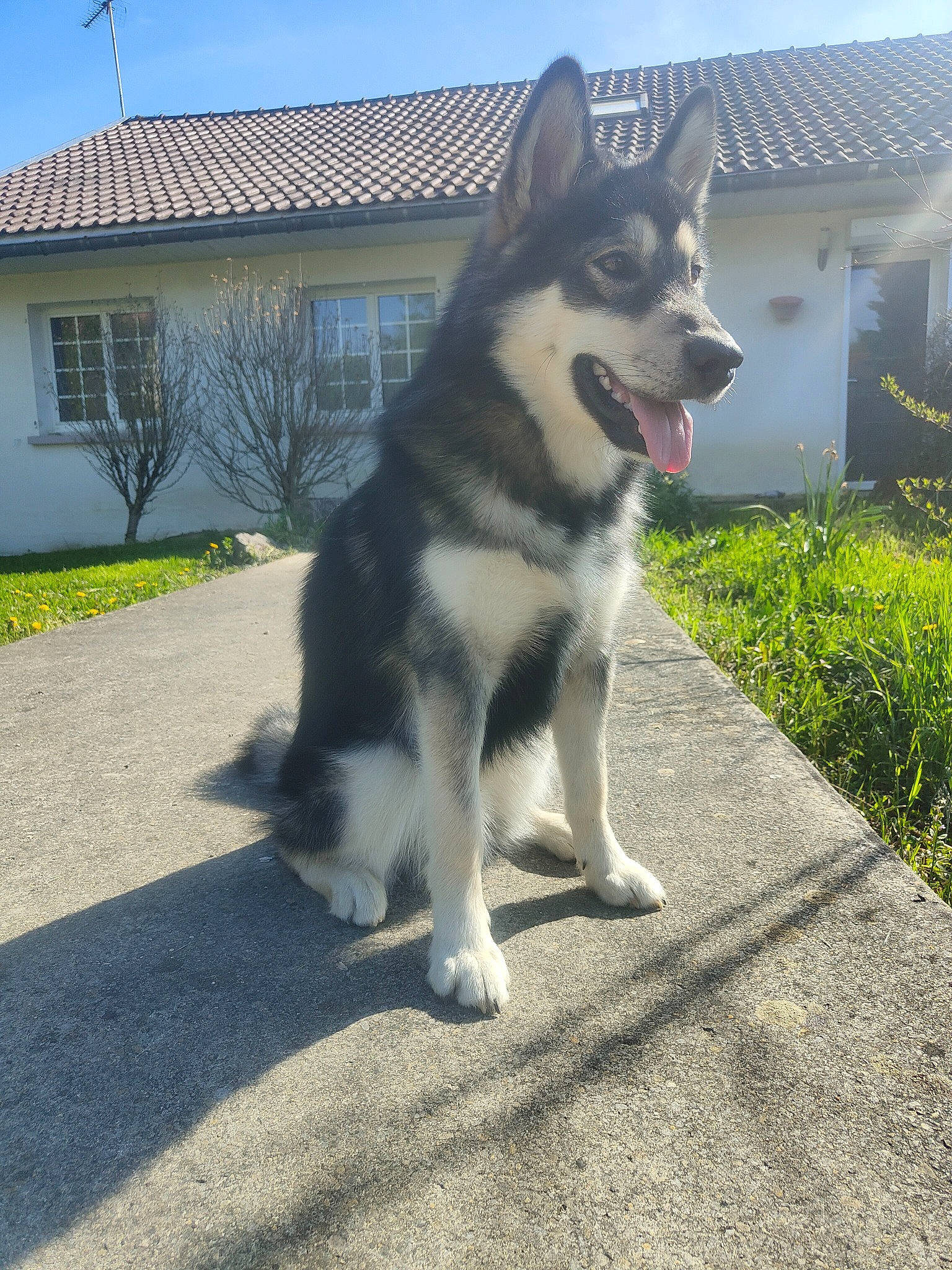 Buck participe au concours pour gagner de l'argent avec cette photo : building, canidae, canis, carnivore, companion_dog, dog, dog_breed, grass, house, plant, road_surface, siberian_husky, sky, sled_dog, snout, sporting_group, tail, window, working_animal, working_dog