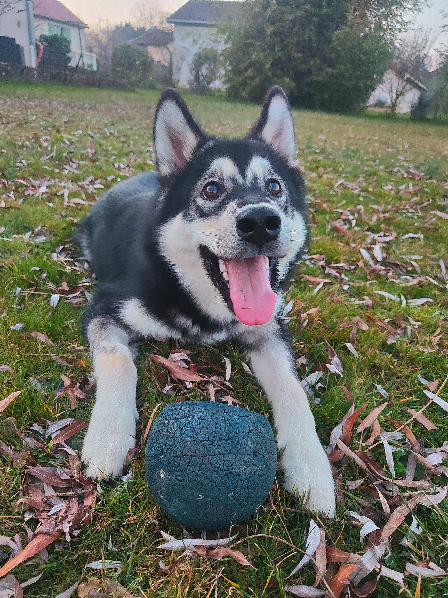 Buck a rejoint le concours — aidez-le/la à gagner de superbes lots ! building, canidae, carmine, carnivore, companion_dog, dog, dog_breed, fawn, fur, grass, plant, recreation, sky, snout, sporting_group, tail, terrestrial_animal, tree, working_animal, working_dog