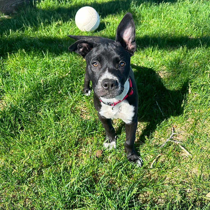 Catori joined the competition — help win amazing prizes! animal, ball, bulldog, canine, dog, field, football, grass, grassland, nature, outdoors, pet, plant, puppy, soccer, soccerball, sphere, sport, tennis, tennisball