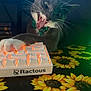 animal, backlit_keyboard, bowtie, cat, close_up, computer_accessory, funny_expression, gray_cat, home, indoor, keyboard, mouth_open, paw, pet, playful, sunflower_pattern, table, technology, whiskers, white_paws